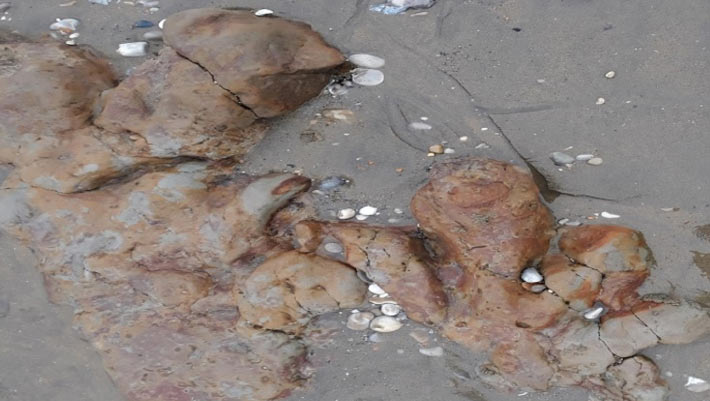 125 million year old dinosaur footprints discovered on the Isle of Wight