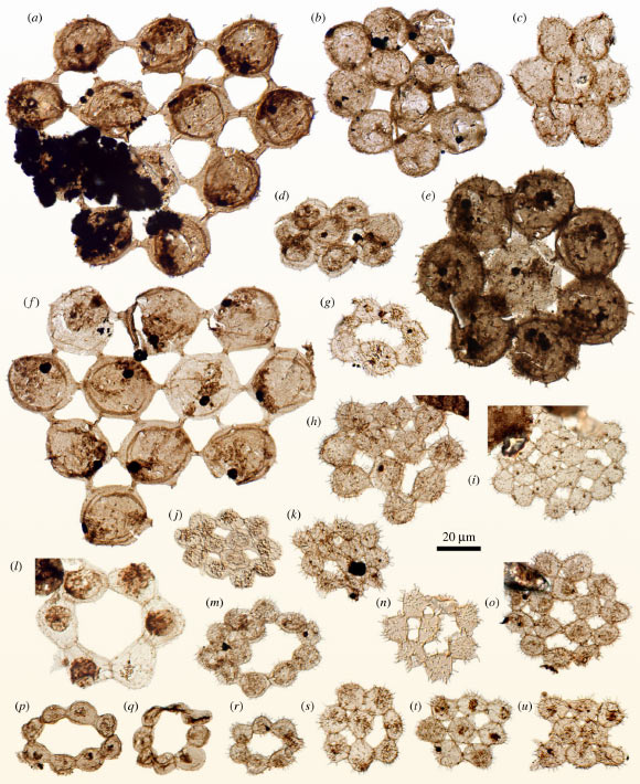 Coenobial microfossils from the Forteau Formation, including:  (a, f) strut-form colonies, (b-e, h-k, m-o, s-u) plate-form colonies, and (g, l, p-r) ring-form colonies. Scale bar - 20 µm. Image credit: Thomas H.P. Harvey, doi: 10.1098/rspb.2023.1882.