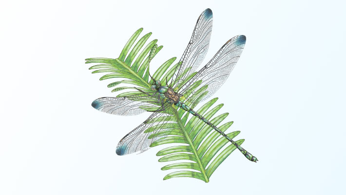 A 202-million-year-old dragonfly fossil was discovered in the United Kingdom