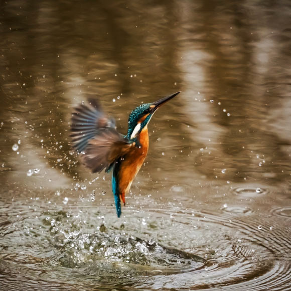 Understanding the genetic basis of convergence at broad phylogenetic scales remains a key challenge in biology. Kingfishers are a cosmopolitan bird radiation with diverse colors, diets, and feeding behaviors -- including the archetypal plunge-dive into water. Given the sensory and locomotor challenges associated with air-water transitions, kingfishers offer a powerful opportunity to explore the effects of convergent behaviors on the evolution of genomes and phenotypes, as well as direct comparisons between continental and island lineages. Eliason et al. use whole-genome sequencing of 30 diverse kingfisher species to identify the genomic signatures associated with convergent feeding behaviors. Image credit: Robert Balog.