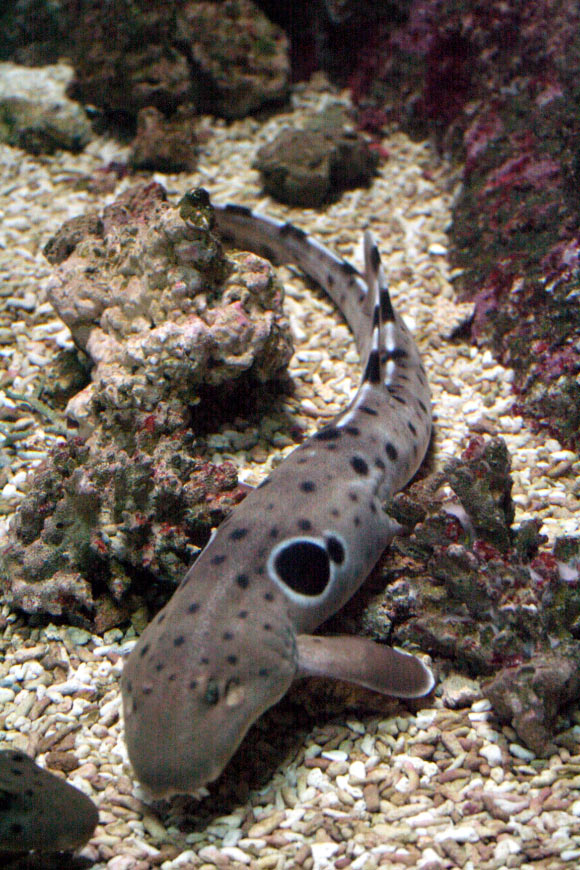 The epaulette shark (Hemiscyllium ocellatum) at Océanopolis, Brest, France. Image credit: Strobilomyces / CC BY-SA 3.0 Deed.