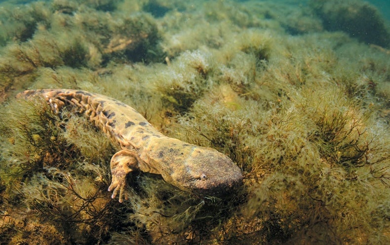 Cannibal parents may contribute to the decline of the Hellbender Salamander