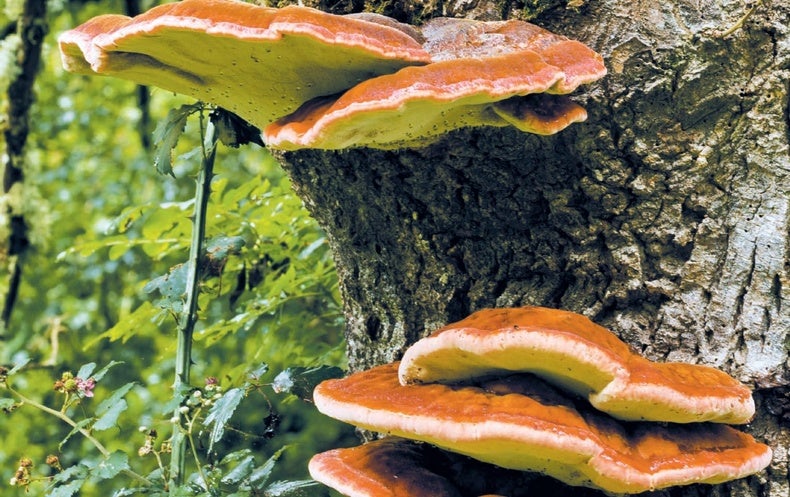 Fungi make fireproof materials safer