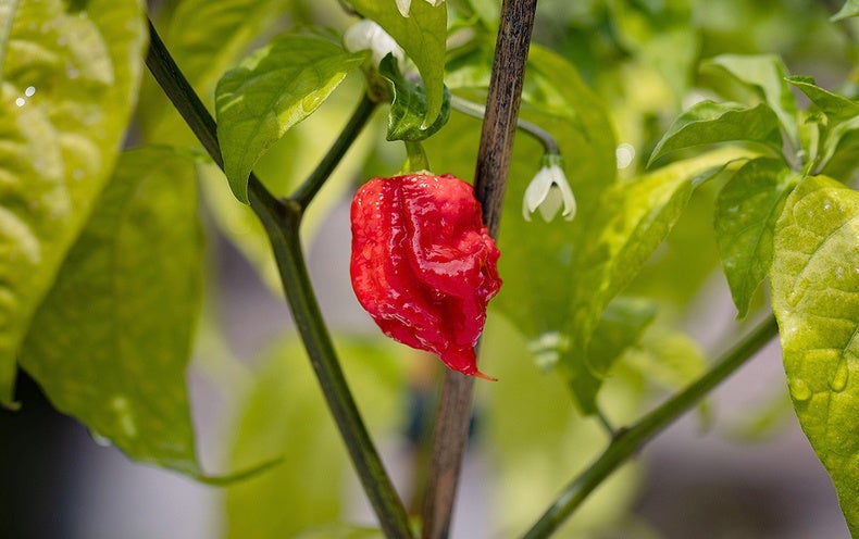 How hot is "Pepper X"?  Its inventor spent 6 hours recovering from eating it