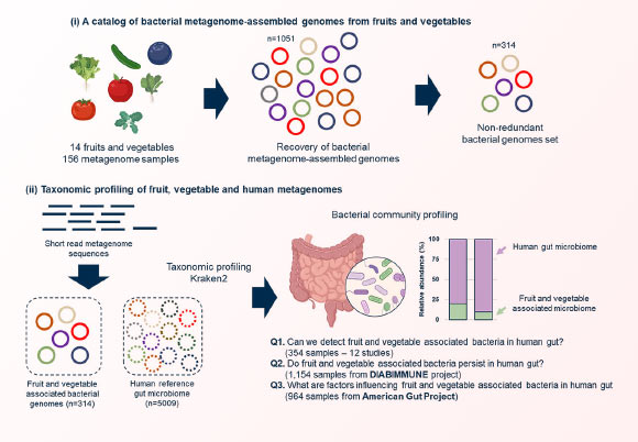 Overview of the bioinformatic workflow for the recovery of metagenome-assembled genomes (MAGs) from fruits and vegetables and the detection of their presence in the gut. Image credit: Wicaksono et al., doi: 10.1080/19490976.2023.2258565.