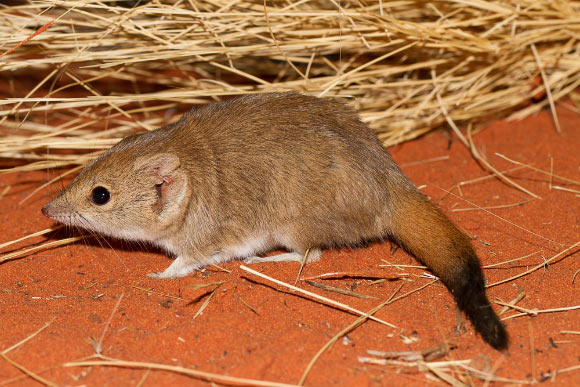 The crest-tailed mulgara (Dasycercus cristicauda). Image credit: Bobby Tamayo / CC BY-SA 4.0 Deed.