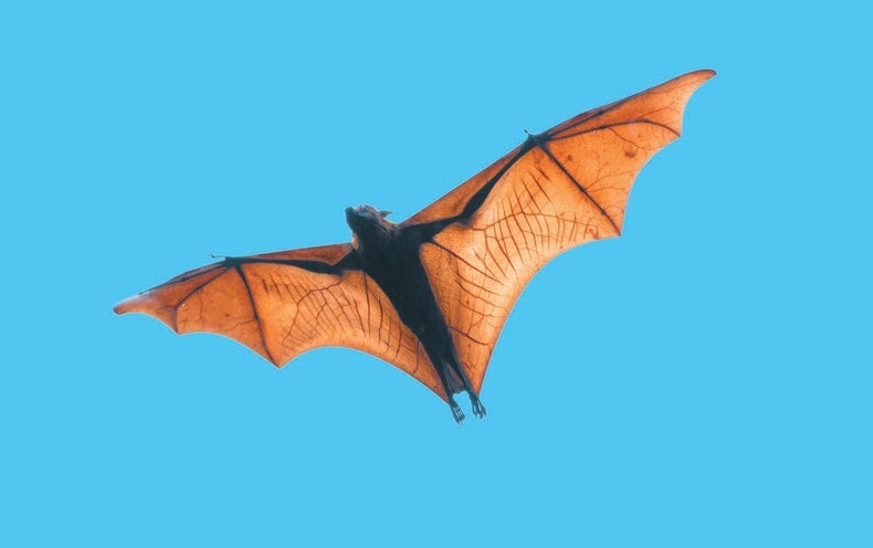 A mutant gene that causes webbed limbs in humans may have given bats wings