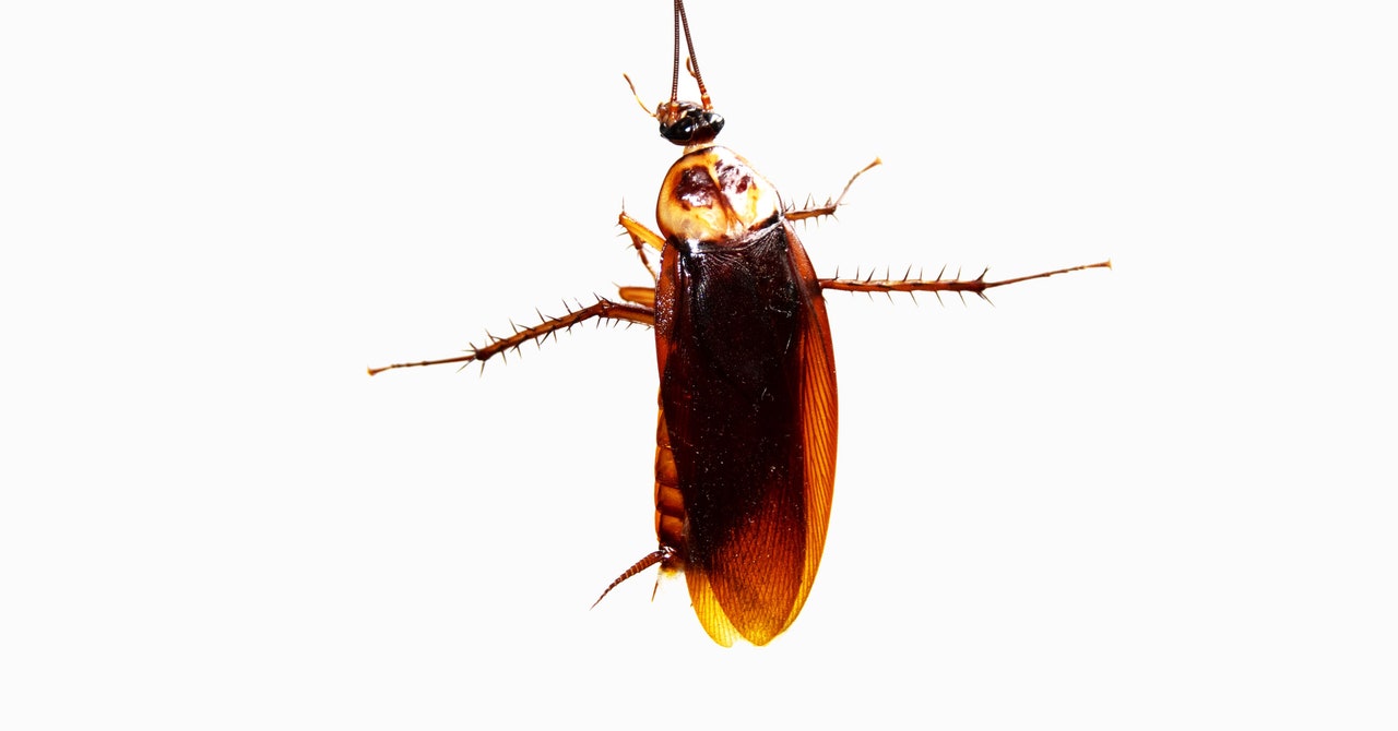 Can a cockroach survive falling from space?