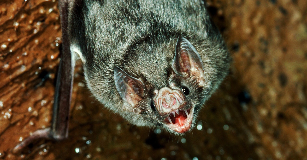 The vampire bat is approaching the United States.  it's a problem